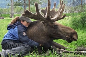 這隻體型超雄偉的麋鹿突然悄悄接近女孩然後下一秒開始賣萌討拍！怎麼每隻動物都這麼愛撒嬌 <3