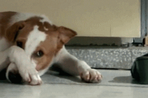 超創意爆笑廣告！狗狗被主人的鞋子臭的睡不著，於是成精了！