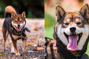 「來人啊！這裡有個柴犬，烤糊了！」超特殊胡麻色柴柴，還不快來吸一波！