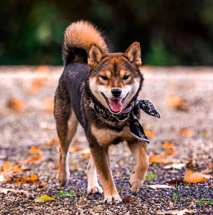 來人啊 這裡有個柴犬 烤糊了 超特殊胡麻色柴柴 還不快來