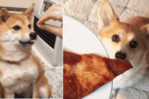 貪吃狗偷吃飯菜後被催吐，狗狗真的不能吃人類食物嗎？