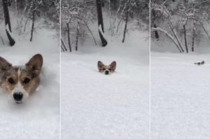 家裡養柯基的，下雪天就不要遛狗了！網笑翻：被吞沒了都不知道