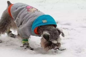 冬天遛狗別大意，路上隱藏的危害你知道嗎？