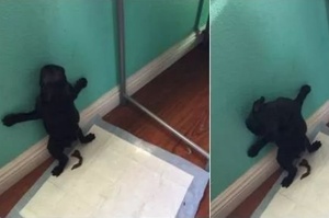 這些喜歡站著方便的狗，一定是偷看鏟屎官上廁所時誤會了什麼