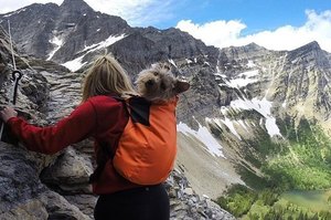 就是要這樣趴趴狗(GO)！這個背包讓你背著愛犬到處走，你心動了嗎？