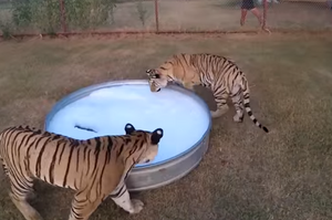 放「泡泡浴」給老虎會怎樣？突然了解為什麼老虎叫「大喵星人」了（影片）