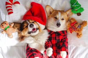 鏟屎日記：聽說單身狗的聖誕，都是這樣過的！你家也是嗎？
