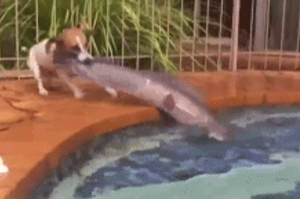 擔心魚兒淹死，狗狗縱身一躍，把大魚從池裡「救了出來」