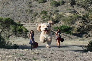 有網友拍到3米高的巨狗！這些「錯位攝影」拍出來的巨狗真是太可愛啦！