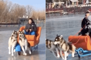 中國飽受爭議的「狗拉雪橇」重出江湖，人們卻紛紛為它「改頭換面」按讚支持？