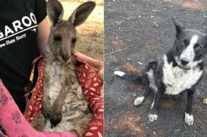 澳洲大火中，這隻狗狗成了全網稱讚的英雄