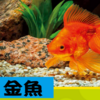 想養魚嗎？喜歡金魚和鬥魚嗎？該如何佈置魚缸一次讓你搞清楚！