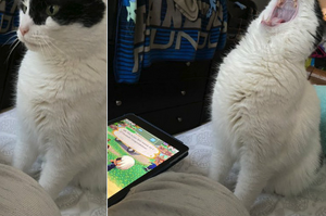 笑瘋！網友紛紛分享「當貓咪被居家隔離時」的照片，貓：朕要瘋了啦！