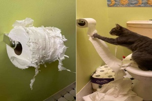 壞壞貓每次都立刻破壞麻麻準備的衛生紙，網笑瘋：「受不了麻麻天天在家想要逼她出門？」
