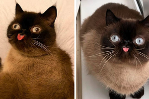 粉絲稱「略略略之王」！這隻貓咪天生「小舌頭」超搶鏡，在網路上迅速走紅！
