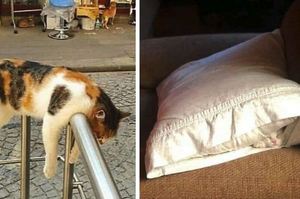 在哪都能睡！15張貓咪睡在「不可思議」的地方的照片，網：「挑戰貓體極限」