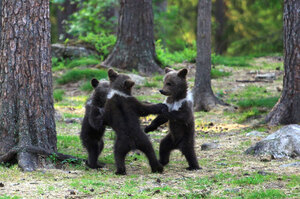 熊熊在跳舞？芬蘭老師拍到「三隻小熊」在森林裡跳舞，直到現在還覺得「是在做夢」