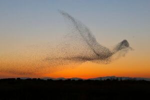 攝影師拍下「百萬分之一機率」才會看到的美到窒息的場景：一群鳥在空中飛舞，宛如雲朵般時刻變化