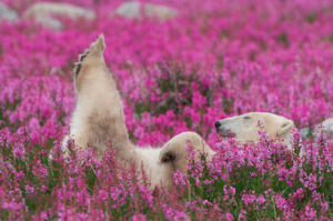 雪白北極熊在紫紅花海中玩樂，劇烈反差萌彷彿置身在童話故事裡！