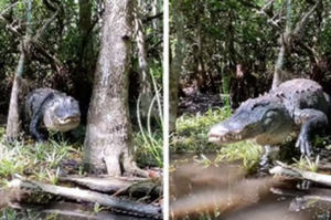 只有幾步之差！女子與突然出現的「超巨大鱷魚」近距離接觸！網：影片令人頭皮發麻！