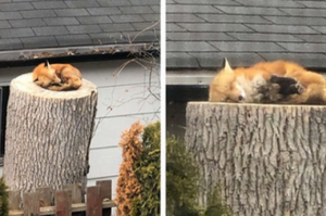 可愛狐狸在樹幹上安心的呼呼大睡，引起網友們轟動：溫暖舒適又安全的「皇位」