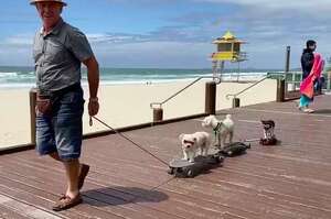 澳洲男子製作「狗狗滑板列車」帶著狗狗趴趴走，一路滑行吸引路人目光：潮爆了！