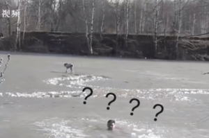 俄羅斯一男子跳冰河救狗，沒想到竟然被「狗狗」套路了：我需要你救？我也是戰鬥民族啊！