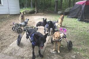 善心女子收養八隻殘疾狗狗，現在牠們過著超爽生活暖化網友