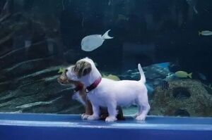 受疫情影響水族館暫時封閉，兩隻小奶狗「闖入」讓人們大呼可愛！