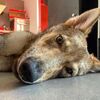 這麼反差萌還有人會誤會：「自從養了狼犬，我每天都要跟路人解釋，這真的不是狼」