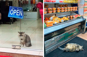 店裡有貓不一定是招財貓！？這些「店貓」表現的好像自己是老闆：你自己去招財