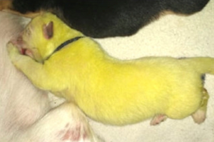 白色德牧意外生下一隻檸檬綠小奶狗，網友：這是在暗示麻麻被綠了嗎？