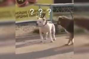 鏟屎官把狗狗拴在店外，流浪狗看到後趕緊來解救！
