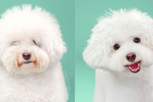 狗狗被專業設計師剪頭髮的前後對比照：每一組都讓人驚艷！