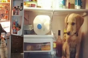 到了夏天狗狗開始不親人了？網友：這個夏天，我家狗的命是跟冰箱連在一起的