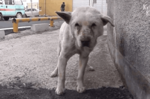 現實版《忠犬八公》！患病老狗在街上徘徊兩年，只為了尋找牠最愛的奶奶！