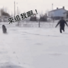 網友過年送給父母一隻二哈，沒幾天接到老爸電話：你是不是跟我有仇？