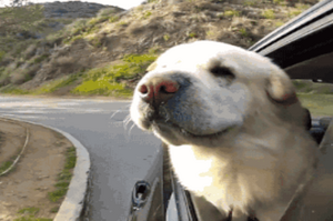 狗狗知識：又是被狗震驚的一天：坐個電瓶車都能暈車？