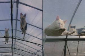 原來「店貓」也可以在野外生活？日本網友分享：「我家貓跑來監工了」