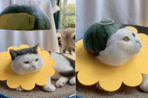 網友找不到適合貓貓的帽子，然後他看到了一半西瓜...貓：「能不能至少換個顏色？」