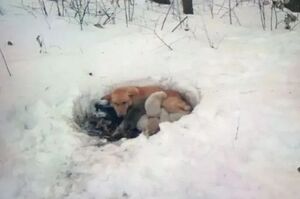 流浪狗媽媽的偉大！大雪中用身體幫孩子保暖，忍痛叼著孩子到處幫牠找到好人家！
