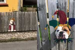 狗狗超愛透過籬笆上的洞口看世界～於是主人就幫牠「裝飾了一下」變得更吸睛！