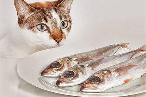 別再亂餵啦！５種貓咪可以吃與７種不可以吃的人類食物，貓奴一定要注意啊！