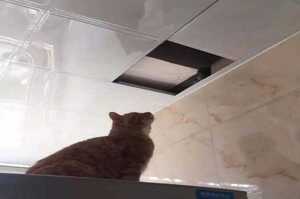 橘貓到底能夠有多胖？主人：「我看著牠上去天花板抓老鼠，然後我就後悔了」那種胖！