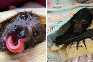 不要污名化！「蝙蝠」因為疫情而遭人恐懼，慈善組織拍照分享「牠們其實無害又可愛」