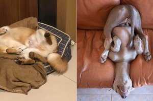狗狗奇葩睡姿大賞，網友：你這隻算好的，我家的更詭異！