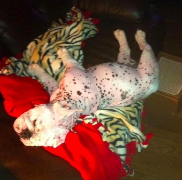 這隻鬥牛犬被迫繁殖全身都是問題 但被命運的女神眷顧領養 並教