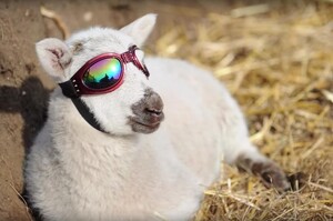 快來見見地表上最潮的小綿羊！在這副帥氣的太陽眼鏡底下其實隱藏的一個動人故事....