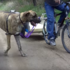 看到這隻跟著腳踏車跑步的大丹犬了嗎？牠的下一個動作⋯⋯超可愛的啦～