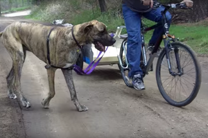 看到這隻跟著腳踏車跑步的大丹犬了嗎？牠的下一個動作⋯⋯超可愛的啦～